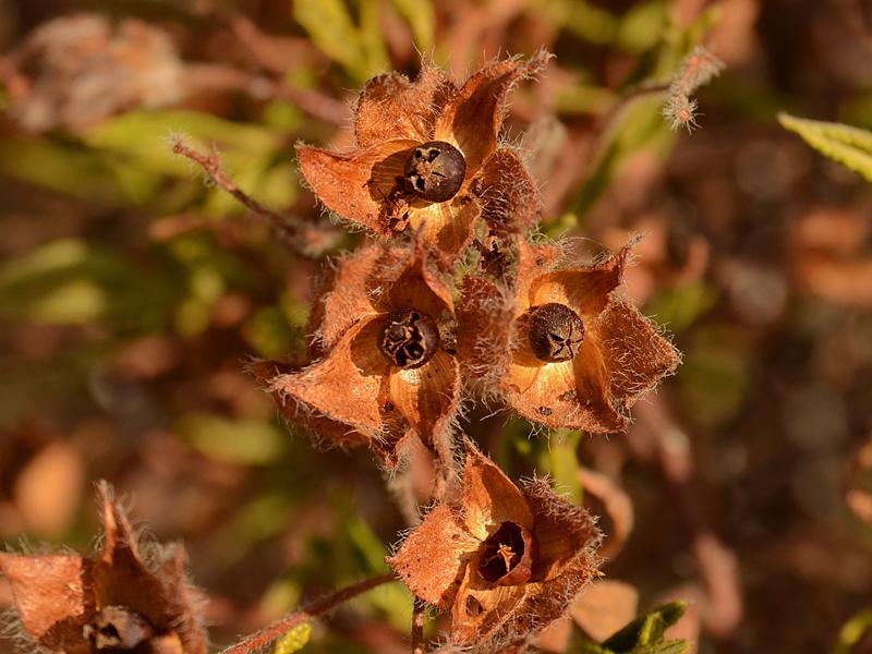 Cistus monspeliensis